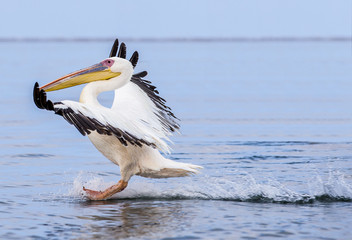 Pelikan bei der Landung im Meer