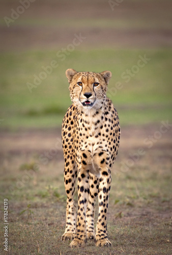 Cuadros en Lienzo A beautiful male cheetah walks towards viewer with grassy plains of Masai Mara i