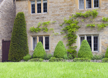 Topiary Cone Shaped Shrubs, Climbing Wisteria On The Wall Of Traditional English Cottage In Cotswolds .
