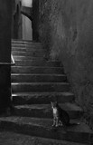 Kot i schody