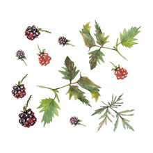 Red And Violet Blackberries Dewberry, Bramble On White Background. Seamless Watercolor Pattern