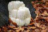 Fototapeta Tulipany - Rare Lion's mane mushroom in a Dutch forest