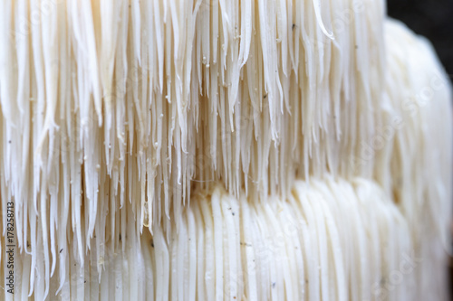 Cuadros en Lienzo Rare Lion's mane mushroom in a Dutch forest