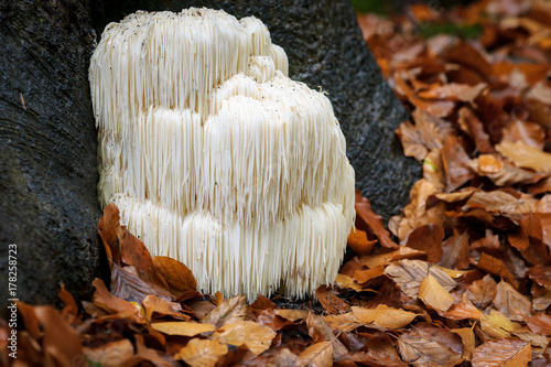 Fotografía Rare Lion's mane mushroom in a Dutch forest
