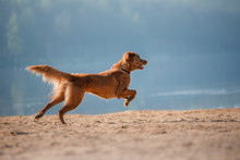 Dog Nova Scotia Duck Tolling Retriever Runs Along The Sand