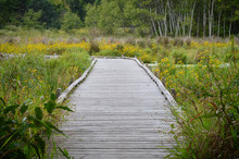 Boardwalk In The Wetland