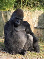 Wall Mural - Strong silver-beck male Western Lowland Gorilla, Gorilla