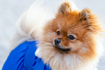 Close up portrai of dress spitz in the city