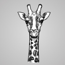 Engraving Style Giraffe Head. African White Animal In Sketch Style. Vector Illustration.