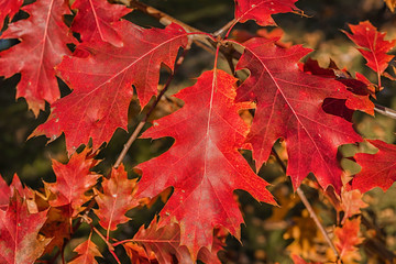 autumn coloration of the northern red oak foliage.