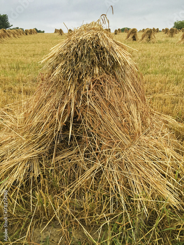 Fotografija shock of bundled wheat in Ohio farm field