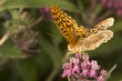Great spangled fritillary butterfly on milkweed flowers in Vernon, Connecticut.