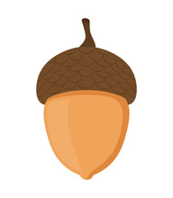 Acorn, Oak Nut, Seed. Cartoon Flat Style. Vector Illustration 