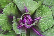 Closeup Of Ornamental Kale With Green And Purple Leaves.