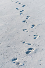 Single Set Of Footprints In The Sand Leading Off The Image