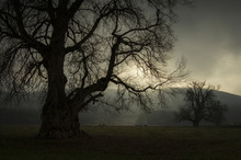 Dark Giant Tree On A Meadow With Fog And Light
