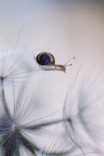 Tiny Snail On Dandelion