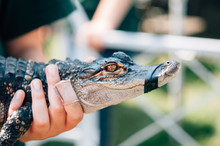 Hands Hold Baby Alligator With Mouth Taped Closed