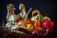Pumpkins Display Free Stock Photo - Public Domain Pictures