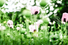 Field Of Poppies In Spring. Selective Focus & Blurred