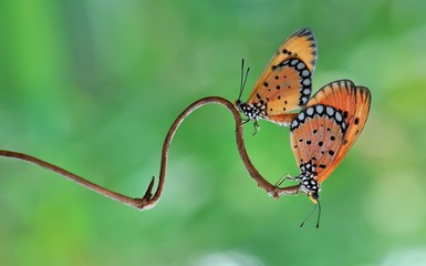 Wall Mural - Butterfly