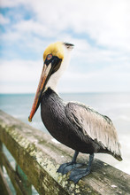 Pelican On An Ocean Pier