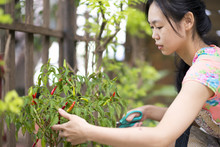 Woman Gathering Red Chillis In Garden
