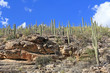 Many Saguaro Cactus on top of a rocky hill on Mount Lemmon in Tucson, Arizona, USA in the Santa Catalina Mountains located in the Coronado National Forest with blue sky copy space.