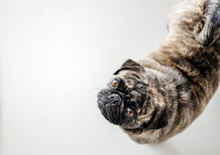 Brindle Pug Dog Looks Up At Camera