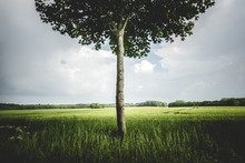 Single Tree In A Meadow