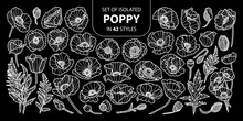 Set Of Isolated Poppy In 42 Styles. Cute Hand Drawn Flower Vector Illustration Only White Outline.