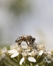 Honeybee Macro On Flowers
