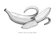 Banana hand drawing engraving style,Banana black and white clipart