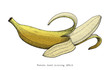Banana hand drawing engraving style