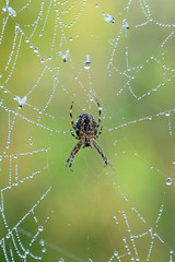 Spider in a web with dewdrops