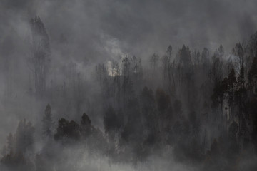 Wall Mural - Forest Landscape After a Fire.