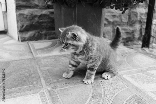 Fototapeta na drzwi i meble a little British breed kitten