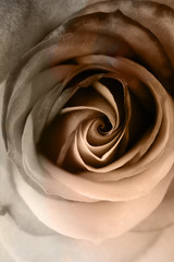 Fotomurales - Rose close up of petals