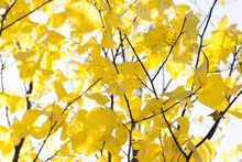 Yellow Birch Leaves On Branches Against The Blue Sky