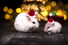 Cute Hamster With Santa Hat On Bsckground With Christmas Lights.