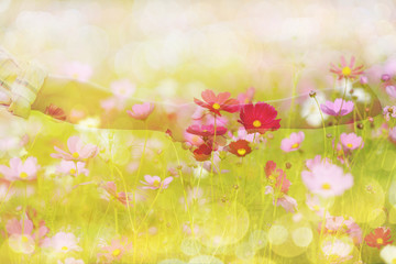 Wall Mural - Cosmos flower picture in the form of a double-exposure.