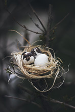 Quail Eggs In A Straw Nest