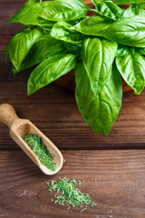 Wall Mural - Basil fresh aromatic herb spice for italian vegetarian salads on a wooden dark background in rustic style with copy space