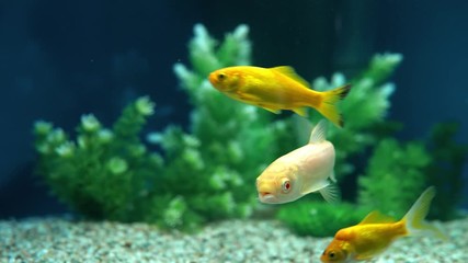 Sticker - Yellow and Red Goldfish Swimming In Aquarium