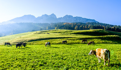 Wall Mural - cows at the alps