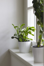 Growing Plants Inside Home: Succulents In White Pots