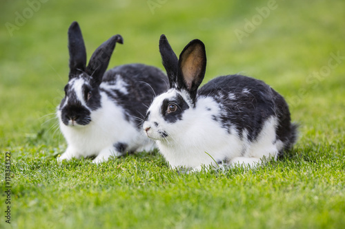 Plakat Królik. Śliczny królika królik na gazonie w ogródzie