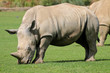 © UniquePhotoArts - Rhinocerous