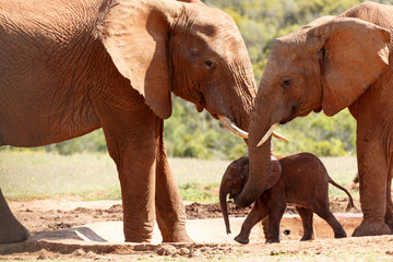 Wall Mural - Elephant grabbing her baby around the neck