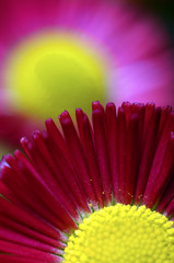 Fotomurales - Macro of pink and yellow daisy flower